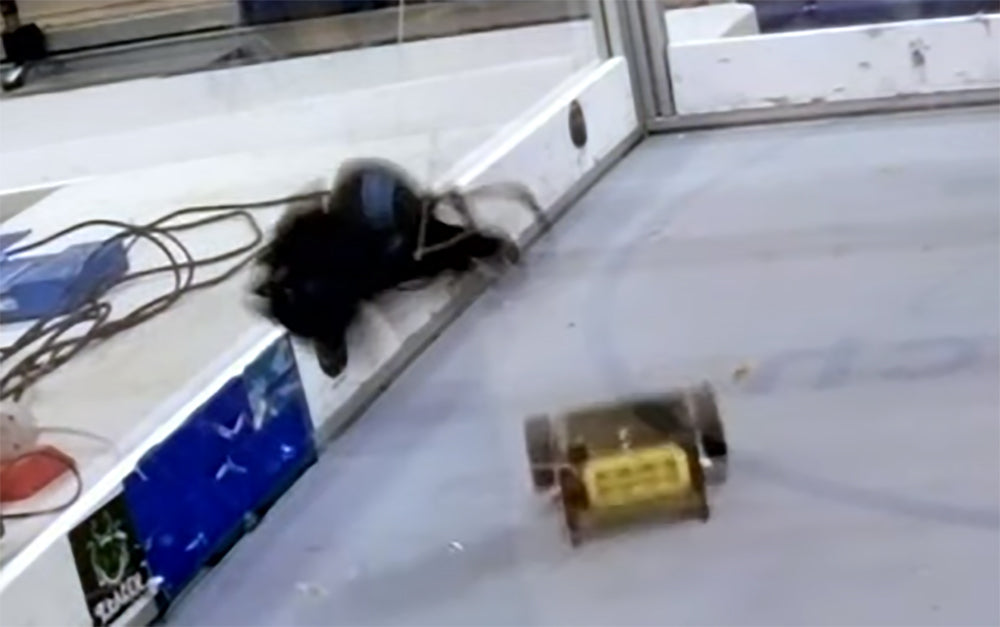 "Palm Beach Beater" One Pound Beater Bar Kit